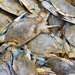 LIVE Blue Crabs Volume Discounts Available!