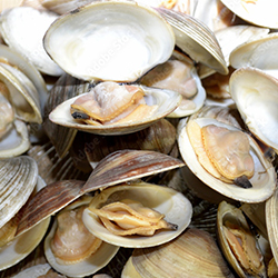 Clams are plentiful!