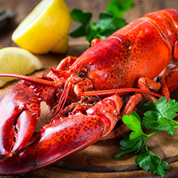 We sell FRESH Lobsters